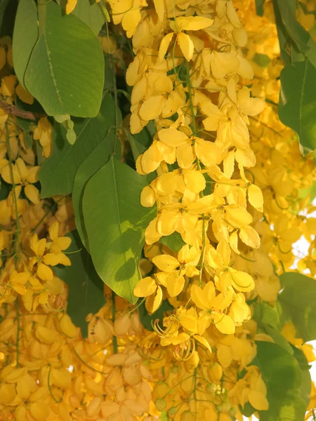 Close View Beautiful Blooming Yellow Flowers Sunny Day — Foto de Stock