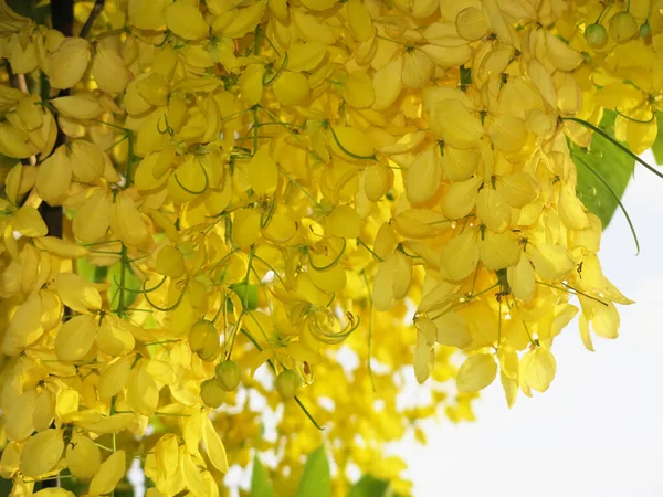 Zblízka Pohled Krásné Kvetoucí Žluté Květy Slunečný Den — Stock fotografie