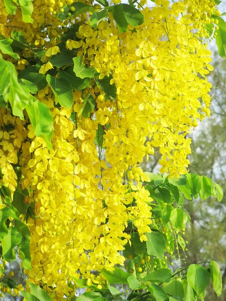 Close View Beautiful Blooming Yellow Flowers Sunny Day — Stock Fotó