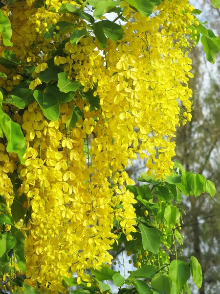 Close View Beautiful Blooming Yellow Flowers Sunny Day — 图库照片