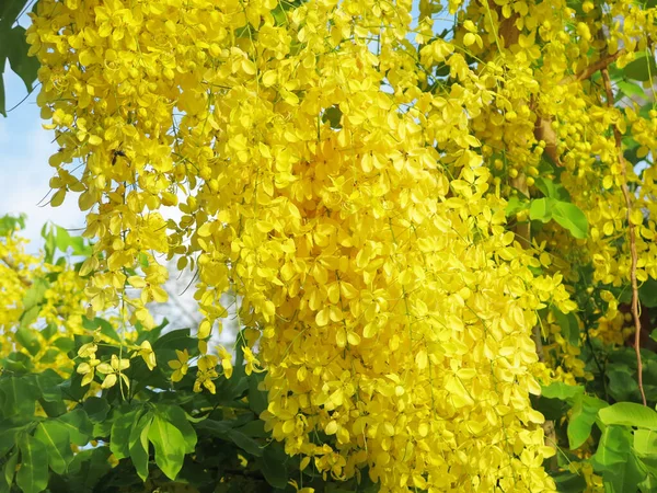 Close View Beautiful Blooming Yellow Flowers Sunny Day — Zdjęcie stockowe