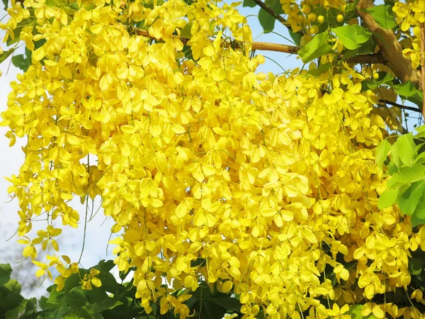 Close View Beautiful Blooming Yellow Flowers Sunny Day — 图库照片