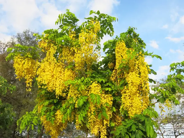 Close View Beautiful Blooming Yellow Flowers Sunny Day — Stock Fotó