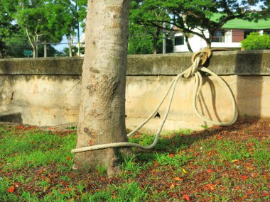 rope tied to the tree on the shore.