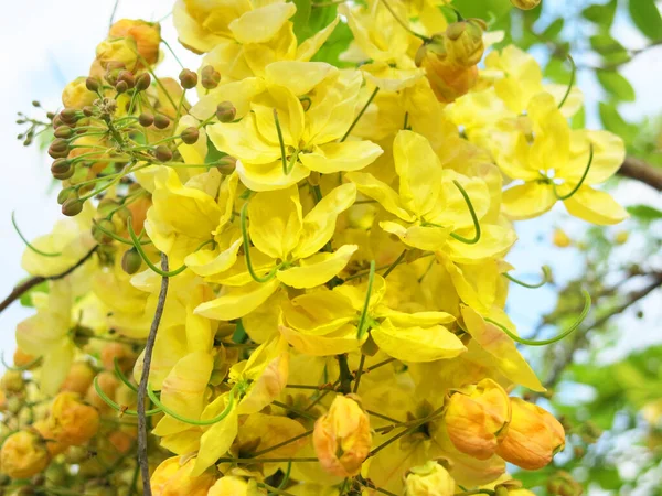 Close View Beautiful Blooming Yellow Flowers Sunny Day — Stock Fotó