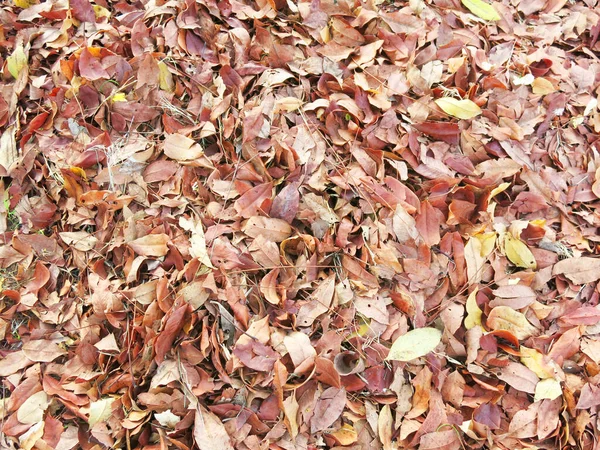 Nahaufnahme Von Gefallenen Bunten Herbstblättern — Stockfoto
