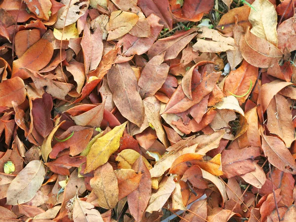 Herbstlaub Auf Dem Boden — Stockfoto