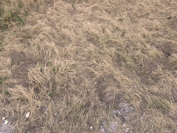 Закрыть Поле Сухой Травы — стоковое фото