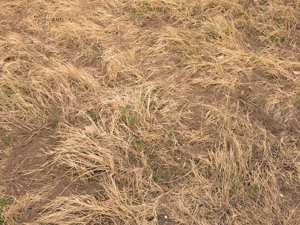 Gros Plan Champ Herbe Sèche — Photo