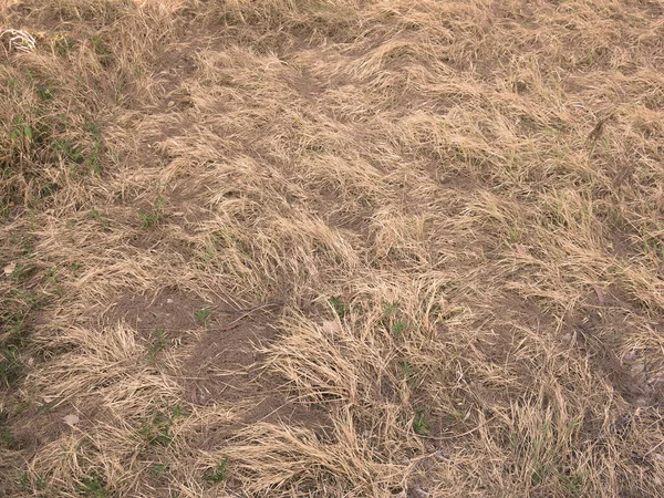 Закрыть Поле Сухой Травы — стоковое фото