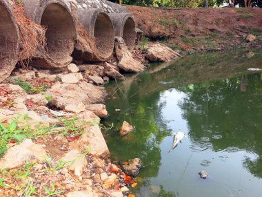 Parktaki gölün güzel manzarası
