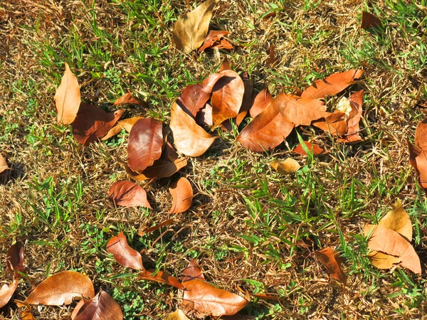 Herbstlaub Auf Dem Boden — Stockfoto