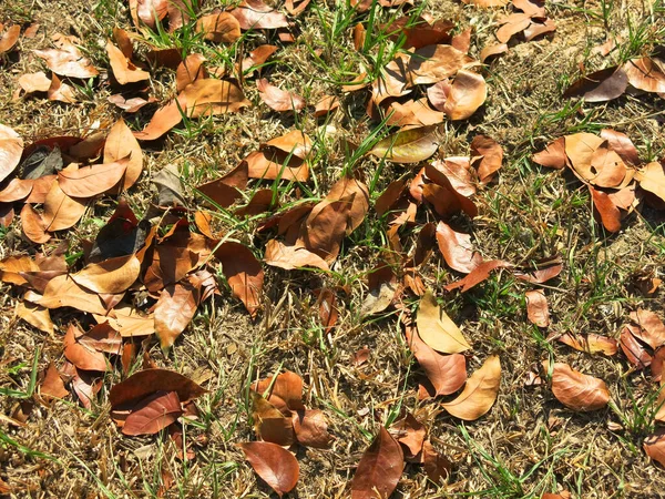 Herbstlaub Auf Dem Boden — Stockfoto