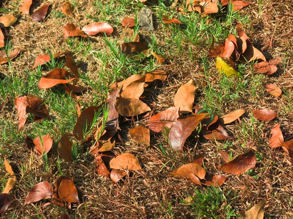 Herbstlaub Auf Dem Boden — Stockfoto