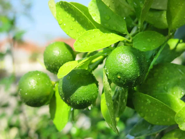 Limoni Verdi Foglie Sull Albero — Foto Stock