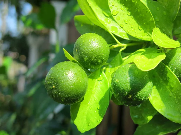 Зелені Лимони Листя Дереві — стокове фото