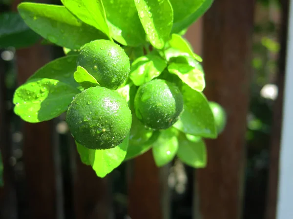 Green Lemons Leaves Tree — Stock Photo, Image