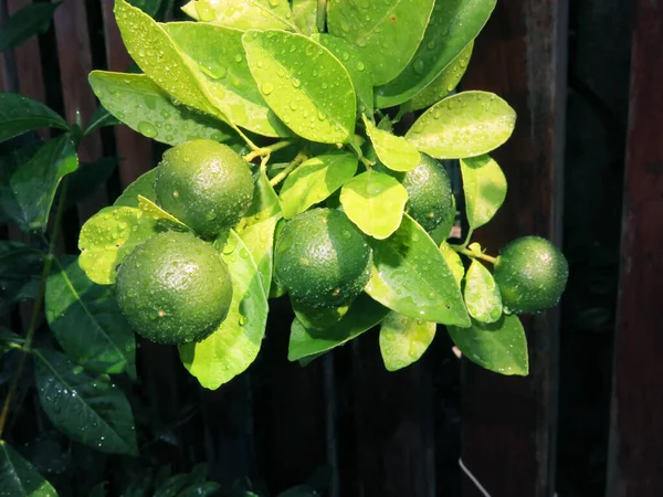 Limoni Verdi Foglie Sull Albero — Foto Stock