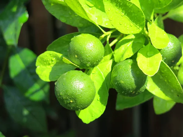 Зеленые Лимоны Листья Дереве — стоковое фото