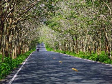 Parkta yol kırsalda