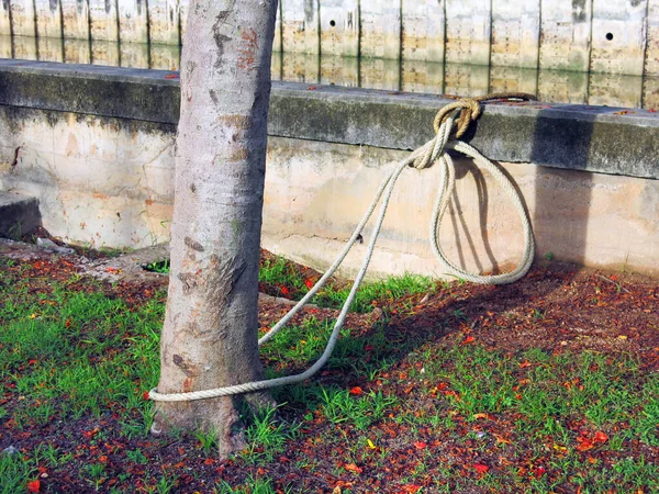 Rope Tied Tree Shore — Fotografia de Stock