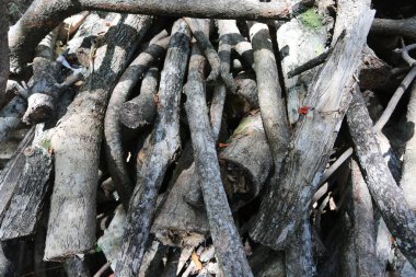 Stack of old wood in garden.