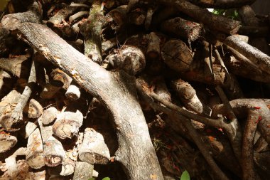 Stack of old wood in garden.