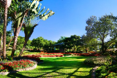 beautiful green plants in summer garden