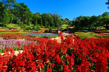 beautiful green plants in summer garden