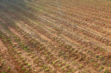 Yellow soils pattern in the field.