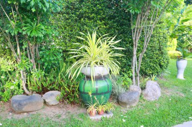 beautiful green plants in summer garden