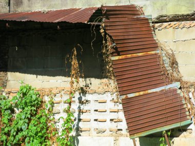 beautiful green plants and brick wall in summer garden