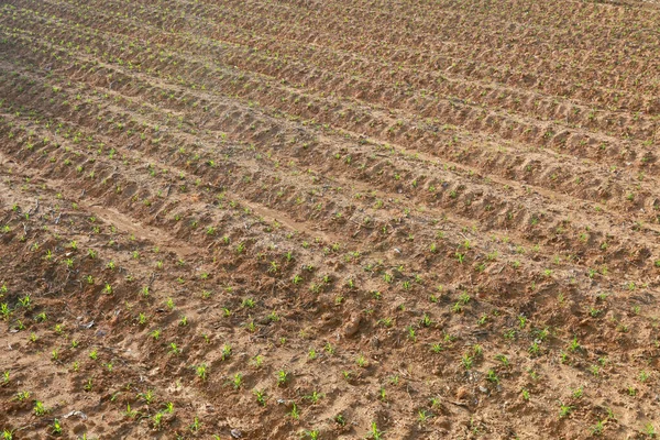 Yellow Soils Pattern Field — стоковое фото