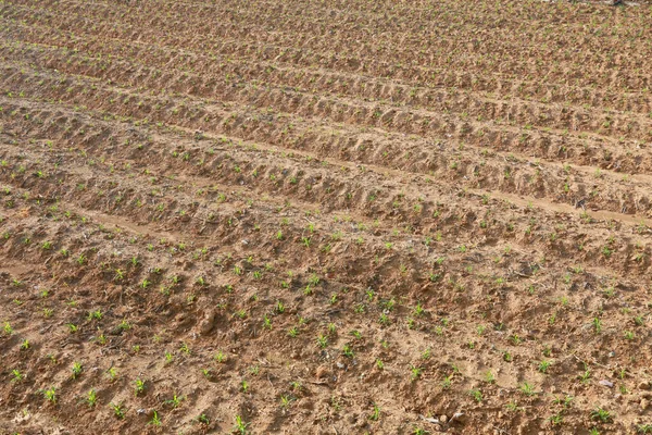 Yellow Soils Pattern Field — стоковое фото