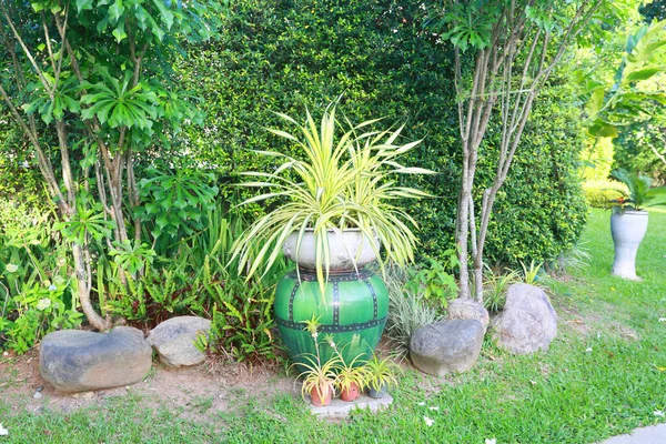 beautiful green plants in summer garden