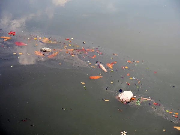 Teich Mit Wasser Schwimmendem Müll — Stockfoto