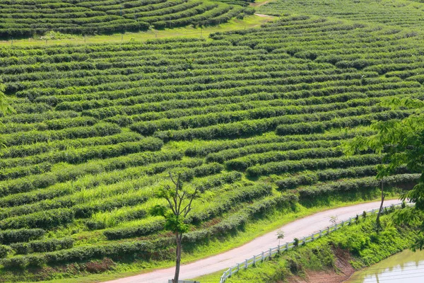 Agricultural Field Countryside Thailand — стоковое фото