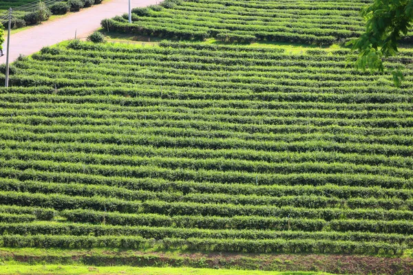 Agricultural Field Countryside Thailand — стоковое фото