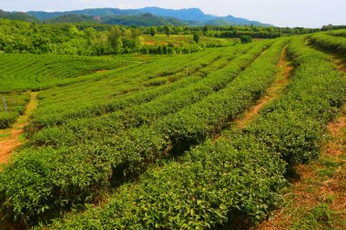 Tarım arazisi kırsal, Tayland
