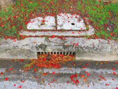 close-up view of fallen leaves and petals on ground in park