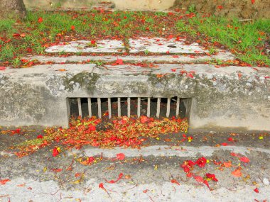 close-up view of fallen leaves and petals on ground in park