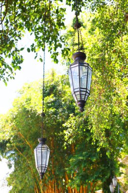 Vintage lamps hanging on tree.
