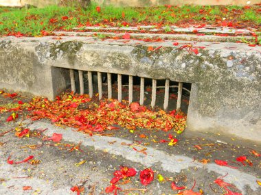 close-up view of fallen leaves and petals on ground in park