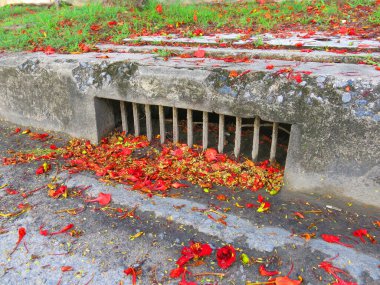 close-up view of fallen leaves and petals on ground in park