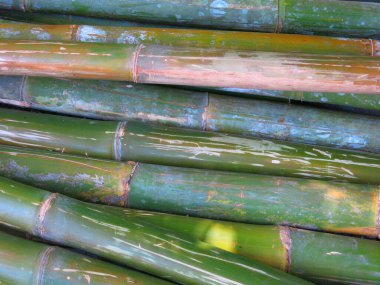 Green bamboo pattern in nature