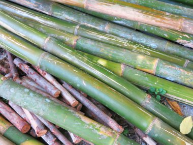 Green bamboo pattern in nature