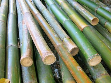Green bamboo pattern in nature