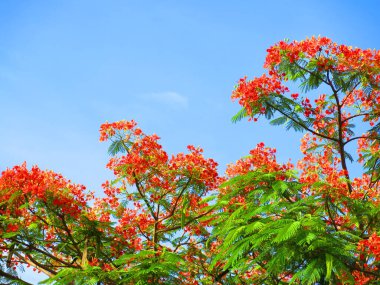 flowers with green leaves on tree on blue sky background