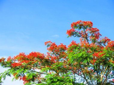 flowers with green leaves on tree on blue sky background