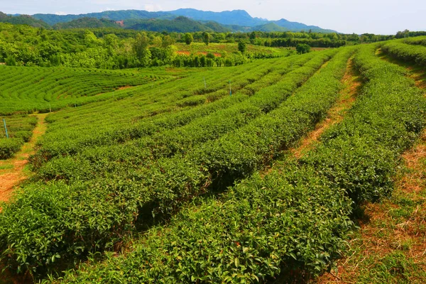 Agricultural Field Countryside Thailand — стоковое фото